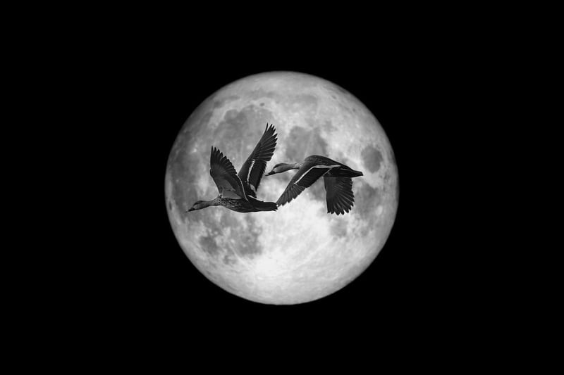 Moonlit Romance