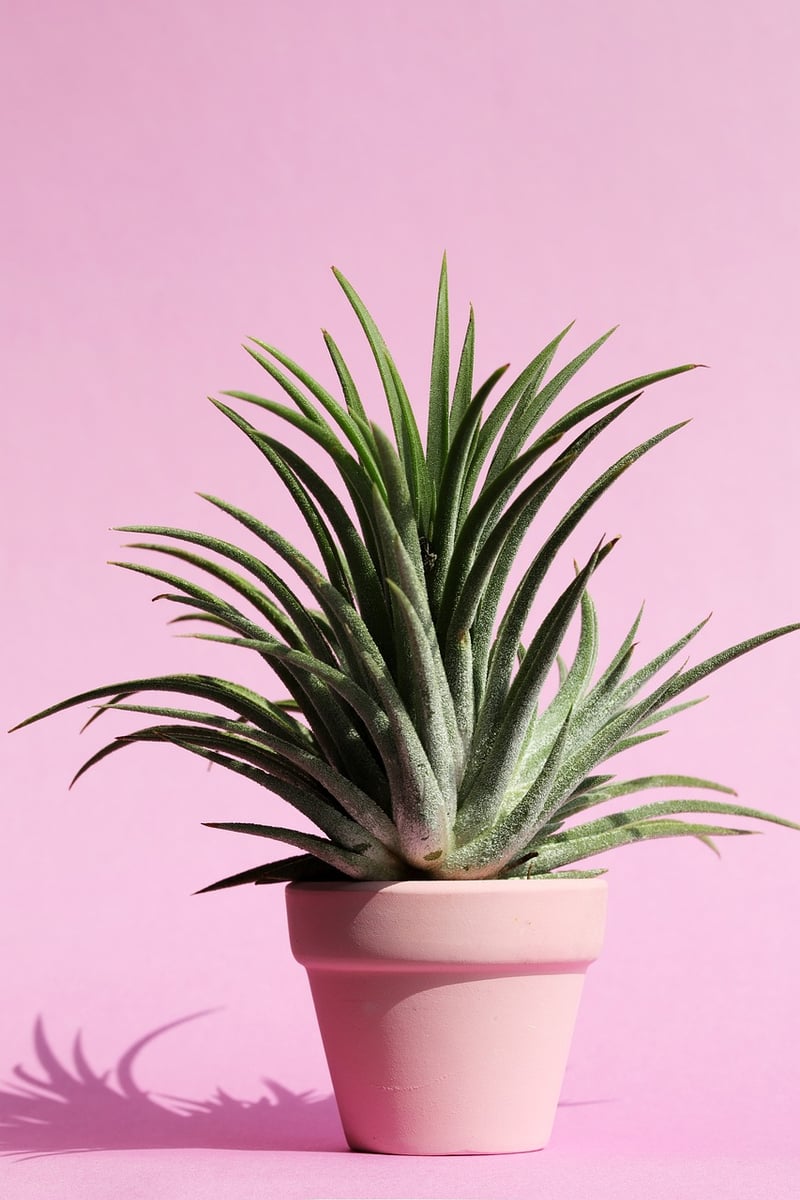 Succulents